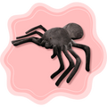 Spider Friend ♡